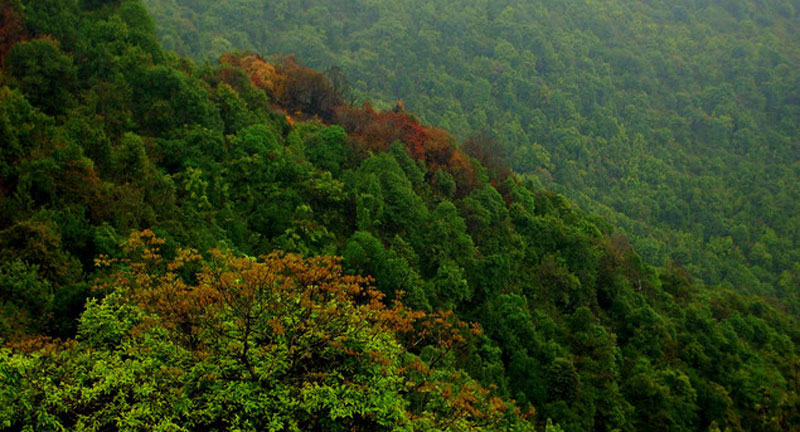 green forest of my country nepal के लिए इमेज नतीजे