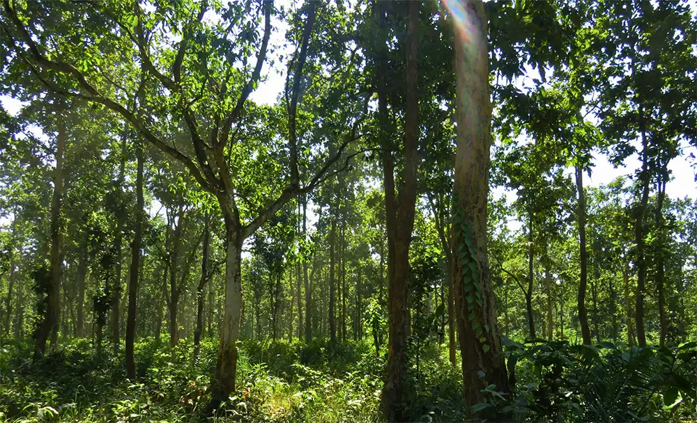 सशस्त्रका असई र एक युवती काभ्रेको पाँचखालस्थित सामुदायिक वनमा मृत फेला