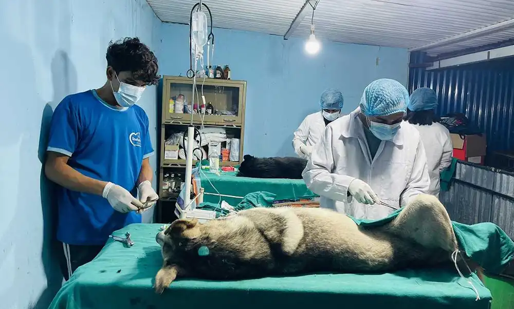 महानगरभित्रका २ हजार ८३ सामुदायिक कुकुरको बन्ध्याकरण