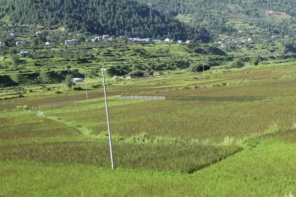 ब्लास्ट राेगले बर्बाद हुँदै जुम्लाको मार्सी धानबाली