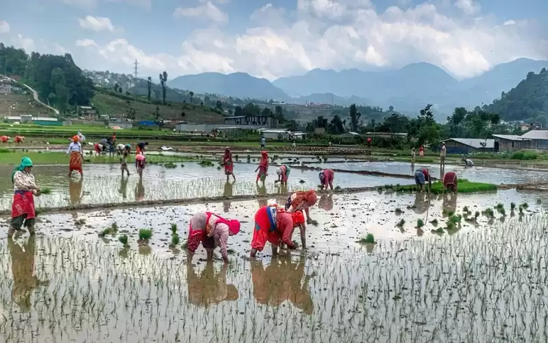  प्रदेश नं १ मा रोपाइँ ७७ प्रतिशत मात्र